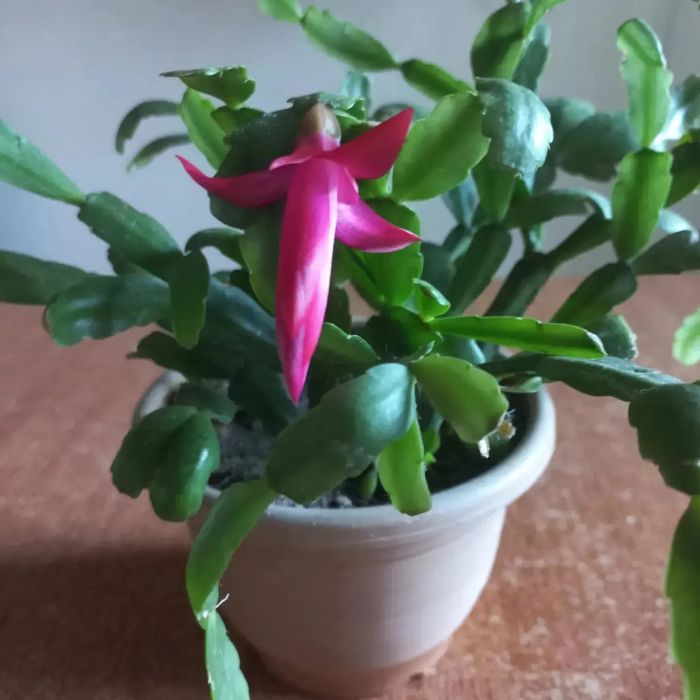 Продам комнатные цветы.