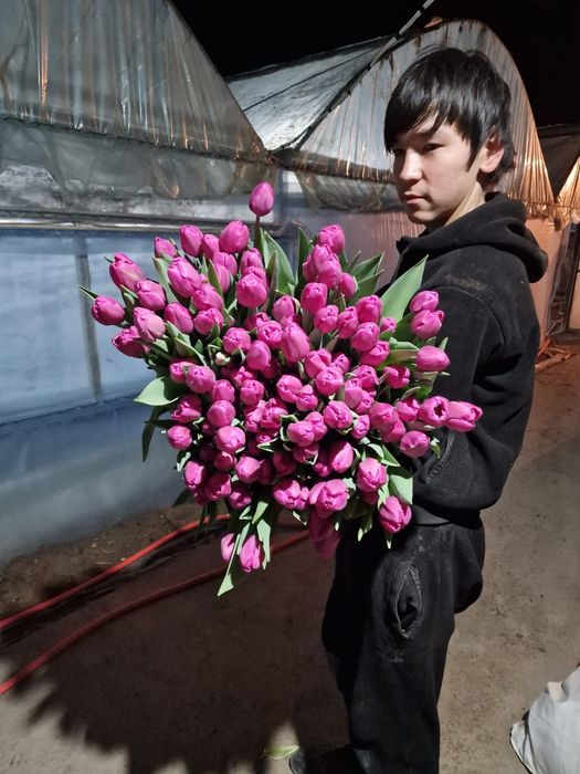 Тюльпаны отборные крупные