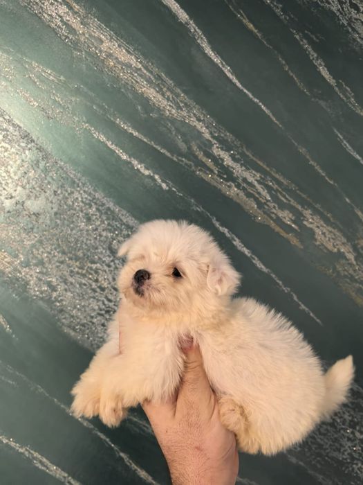 Maltez mini rasa pura bichon