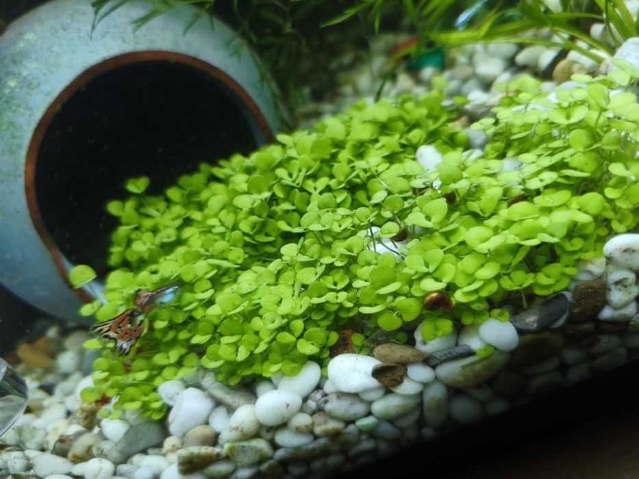 Аквариумное растение Монте Карло