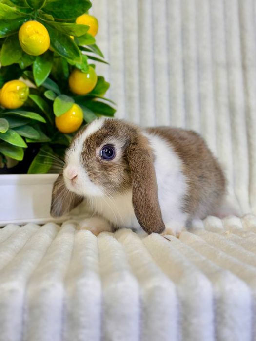 Quyon bolasi sovg'a uchun va maxsus qafas