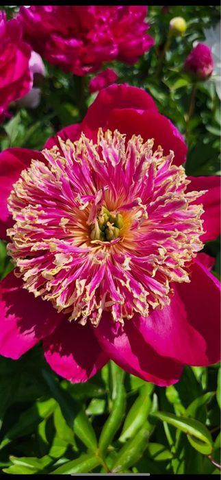 Rizomi dr bujori 25 lei buc