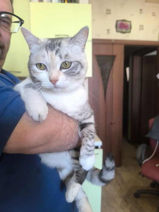 Отдадим кошку в добрые руки.