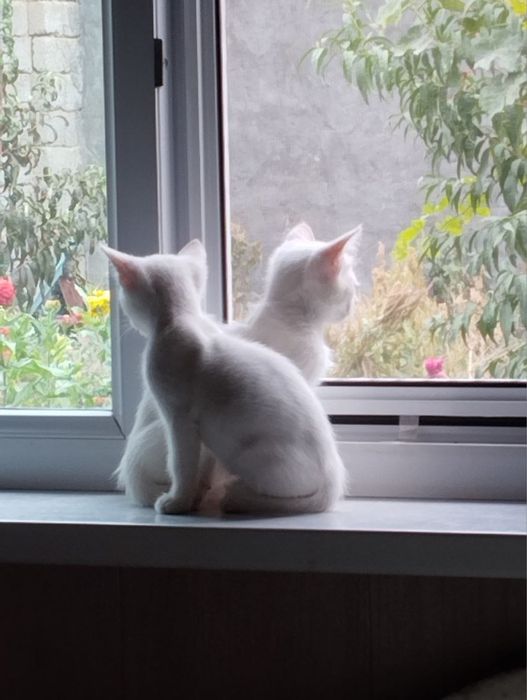 Котенок ищет любящую семью