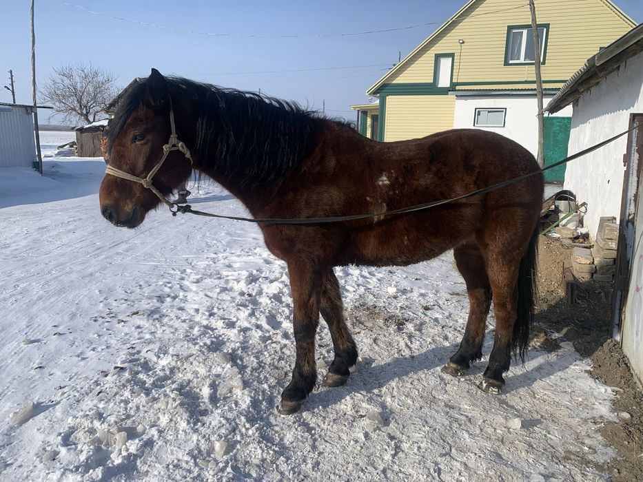 Продам Лошадь Айғыр