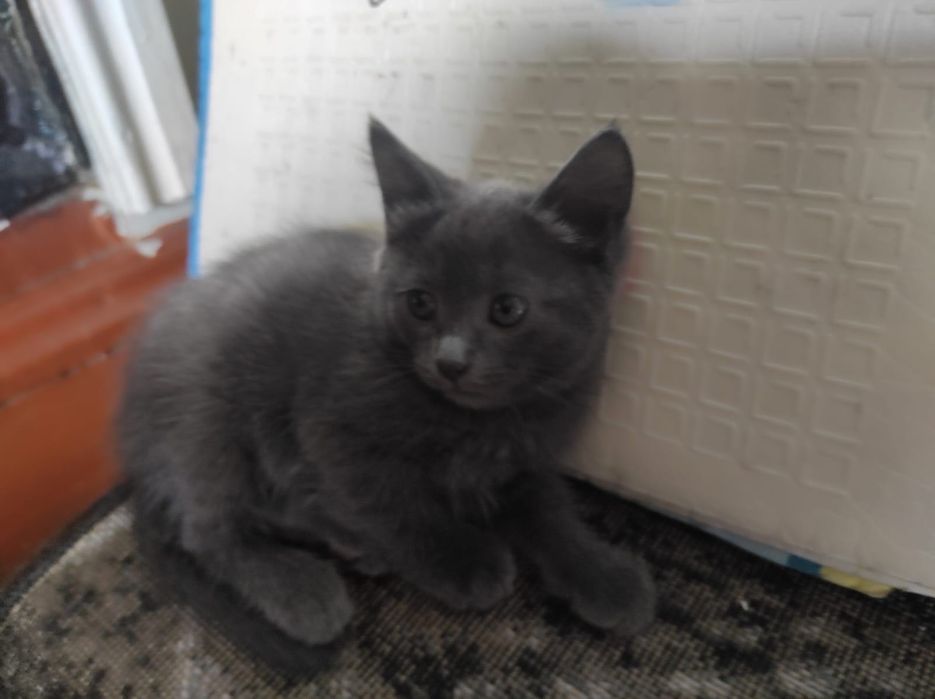 Ищем для котят добрые руки!!