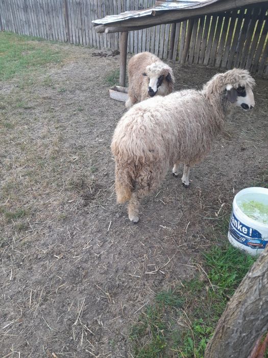 Vând 2 mielute și un berbecuț mielutele sunt gemene fatate din oaie care face 2 miei