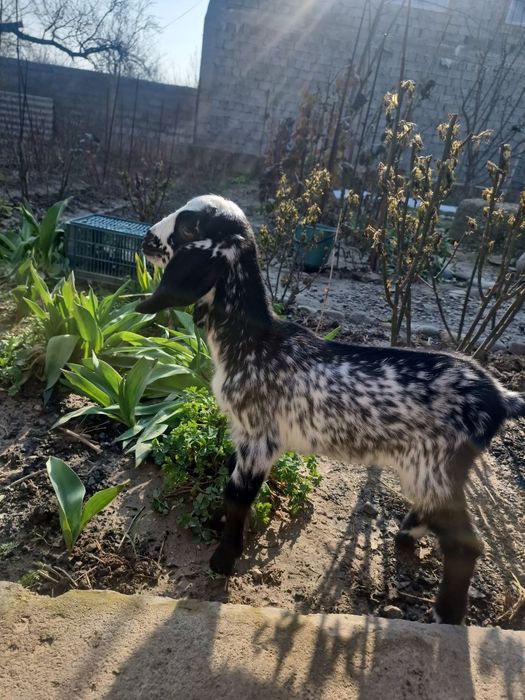 Продам коз ешкі сатам