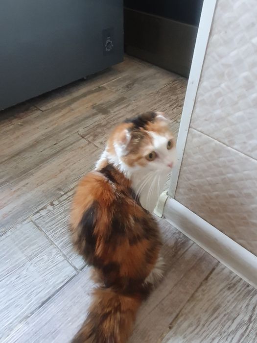 Кошка 1 год шотланская вислоухая