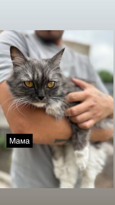 Бронь котят 3 мальчика и 2 девочки