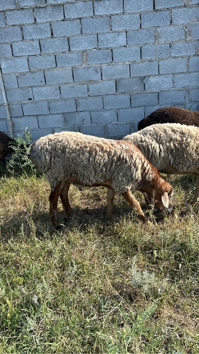 Продам баранов