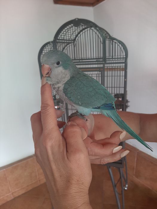 Papagali puiuți călugări