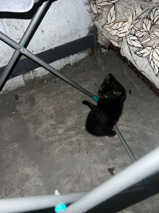 Отдам котят в хорошие руки!