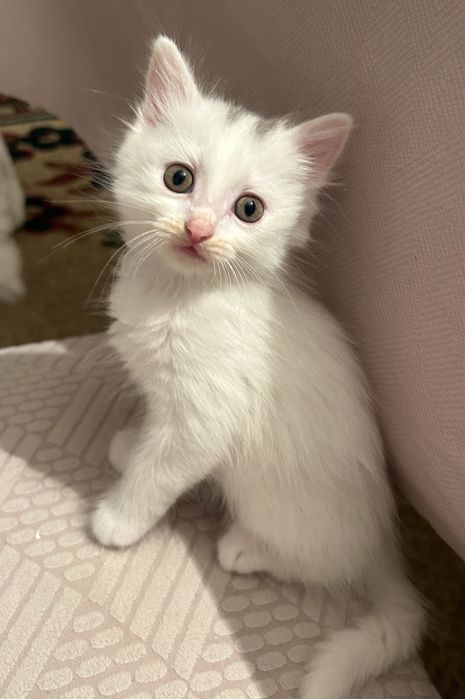 Отдам котят в добрые руки
