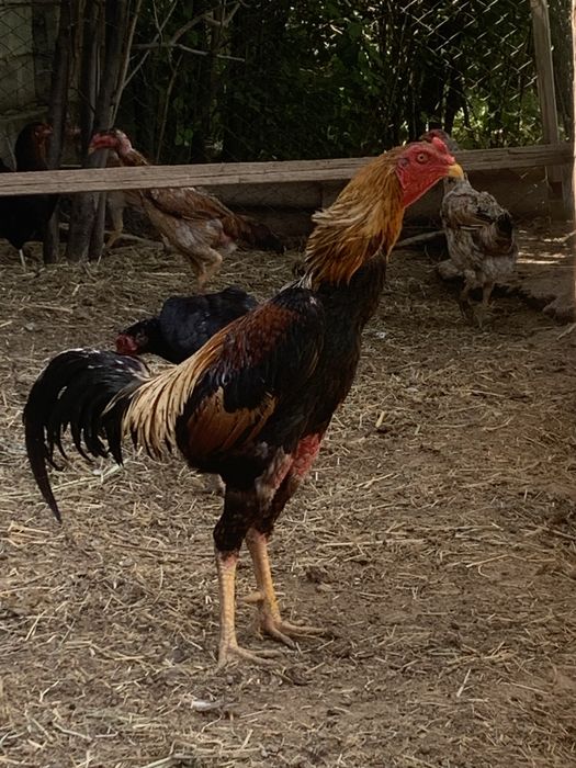 Шамо ата қораз сатылады