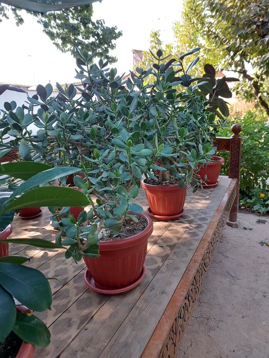 Uy gullari xona VA ofis uchun 8 yillik gullar