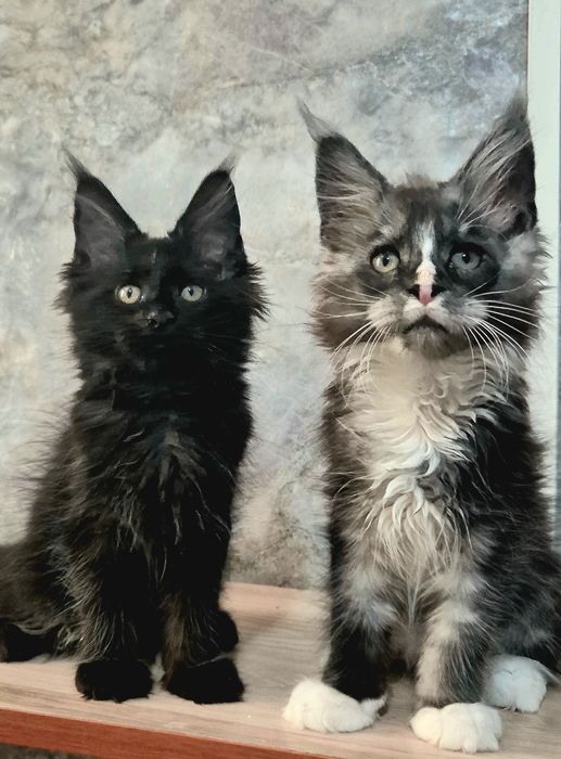 Котята породы Мейн-кун