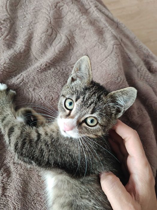 Pisica spre adoptie