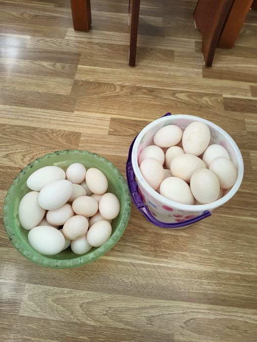 Продаю утиные и гусиные яйца