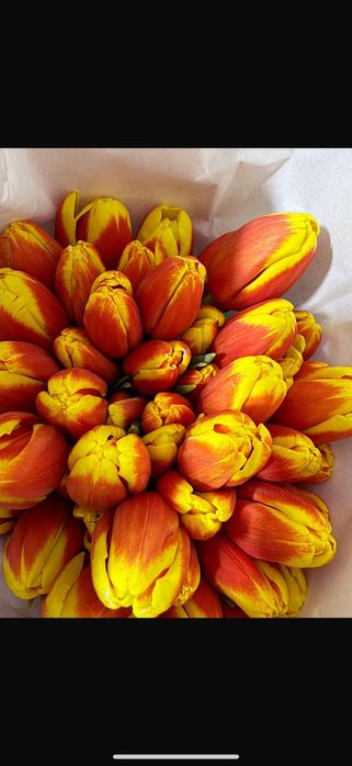 Предлагаю пионовидные тюльпаны.