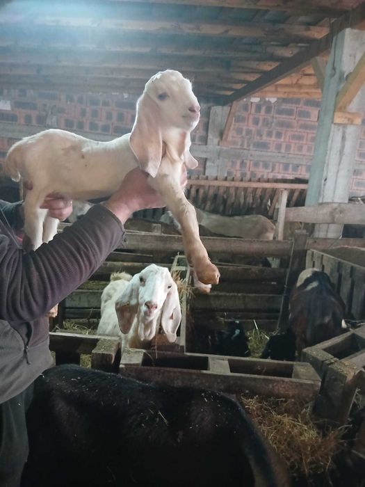 Țapi și iedute anglo-nubieni