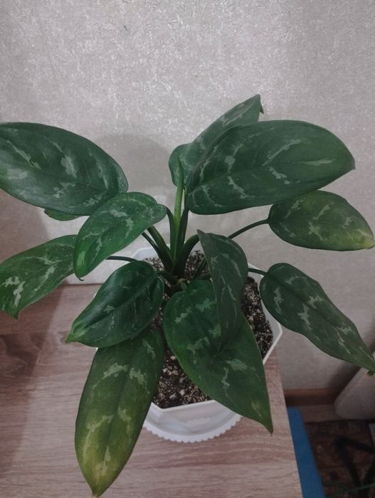 Кротоны пёстрые  ,район Евразии