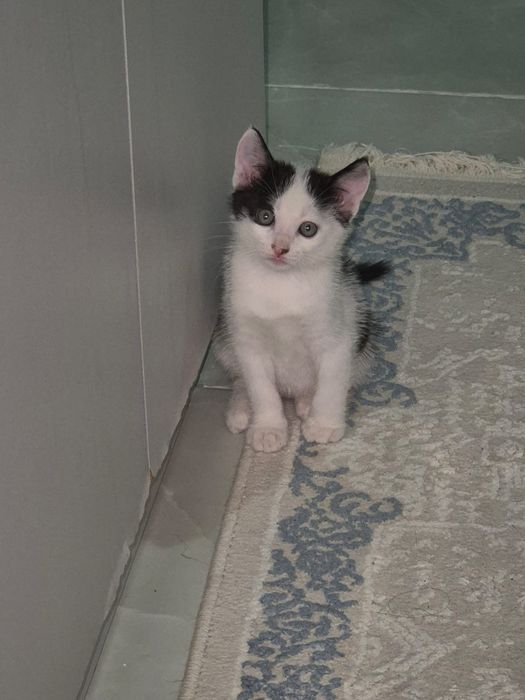 Котëнок в добрые руки
