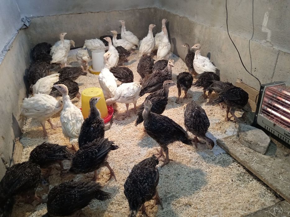 Big 6 kurka joʻjalari surxondaryo kurkachilik