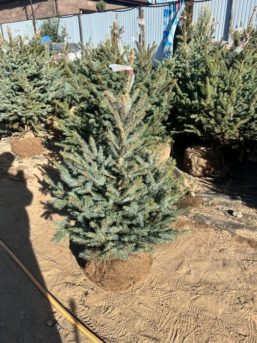 Ель колючая Глаука