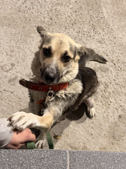 Собака по имени Лайма ищет дом