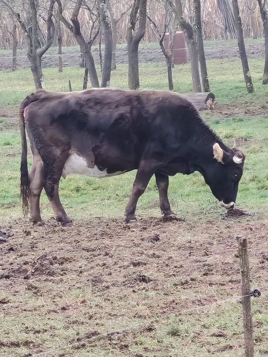 Vând vaci, 1 alba, 1 roșie și neagră