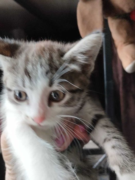 Отдам котят в добрые руки