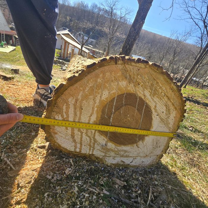 Trunchi de nuc de vanzare