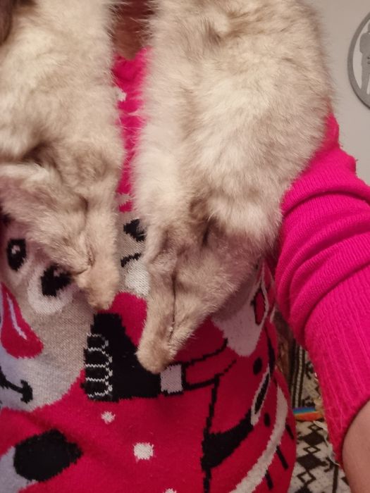 Guler vulpe argintie