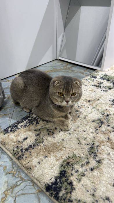 1 кошка для вязки