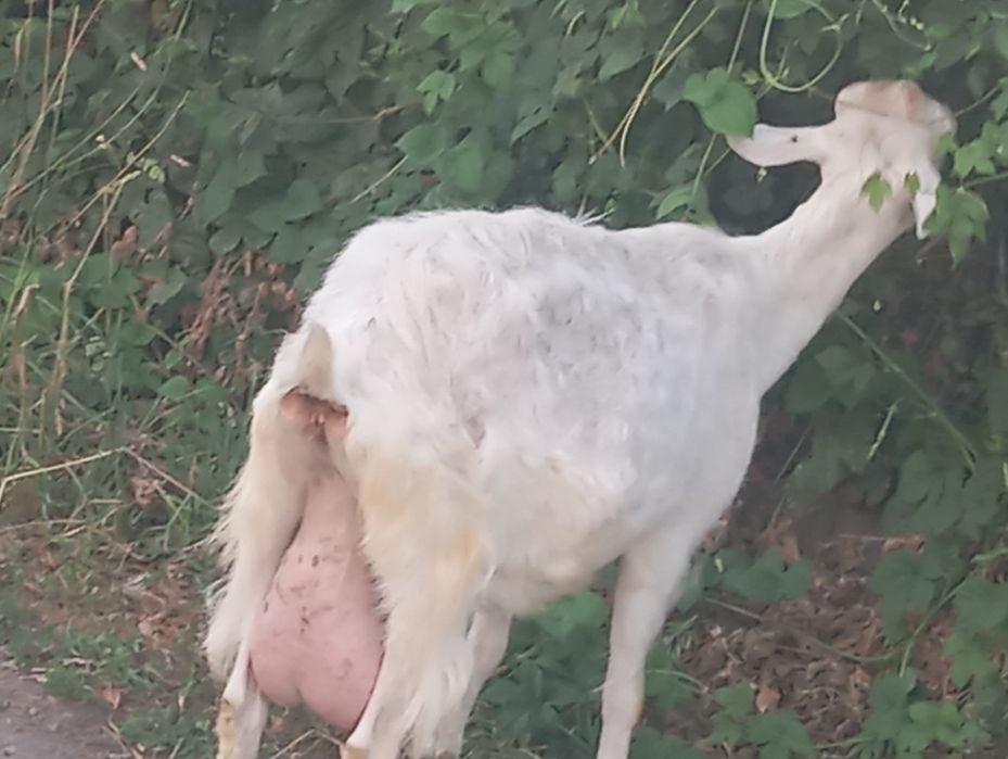 Продам козу  дойную