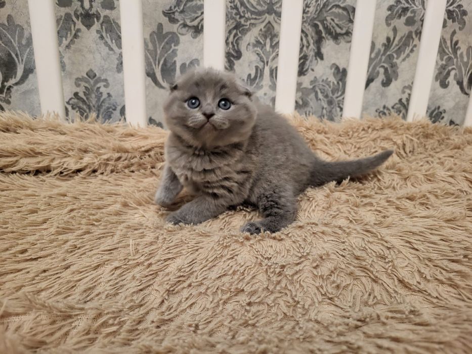 шотландские котики