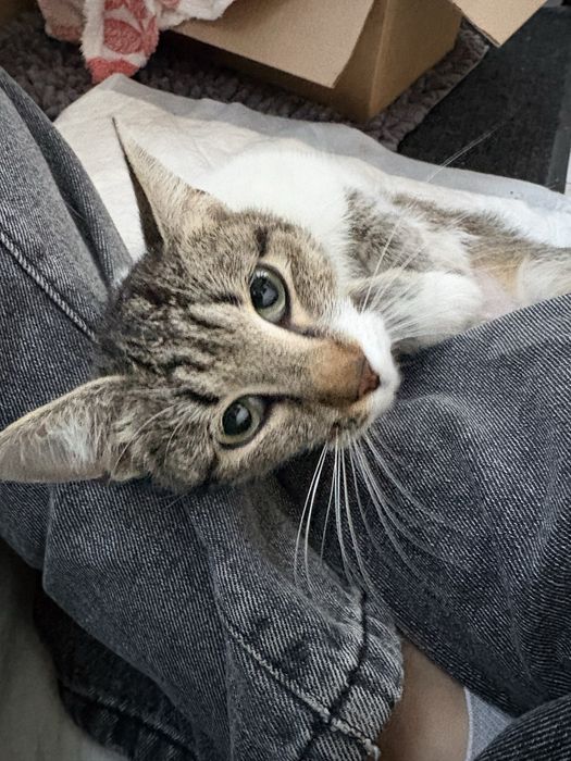 Кошечка ищет семью