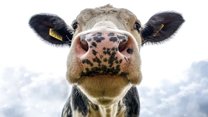 Ecograf bovine – Control gestație vaci | Veterinar