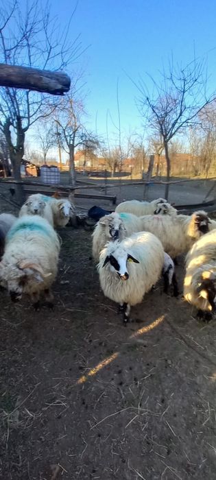 Vand oi turcane mari si tinere