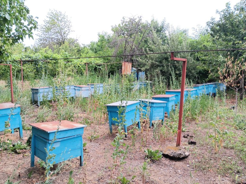 Продава се Парцел в с. Пелишат, Област Плевен - 1500 кв.м за 7 €/кв.м - Снимка #6