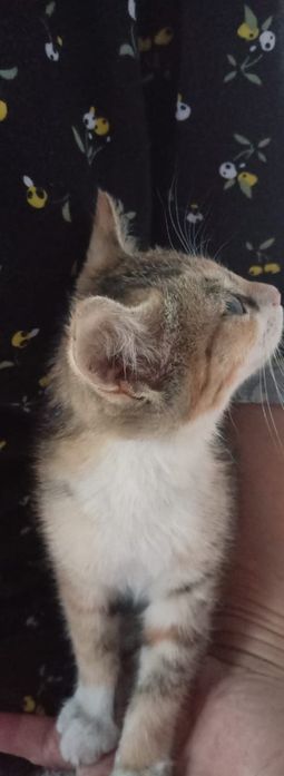 Отдам котят бесплатно