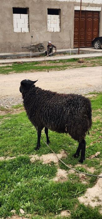 Кучкор романовский