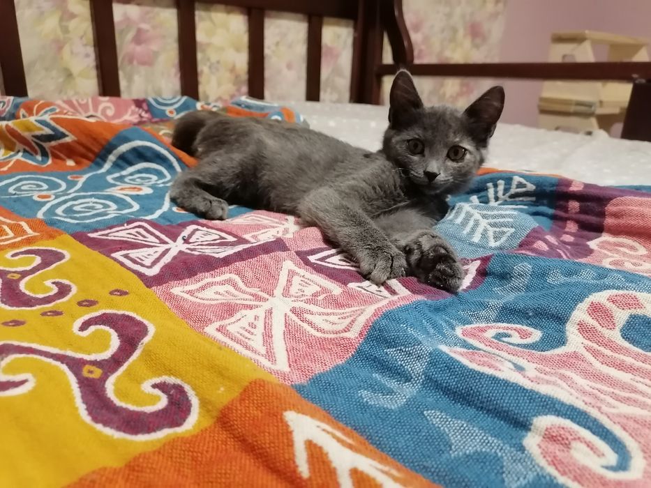 Отдам в добрые руки