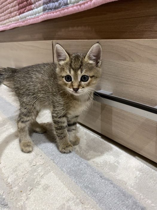 Отдам котят в добрые руки!