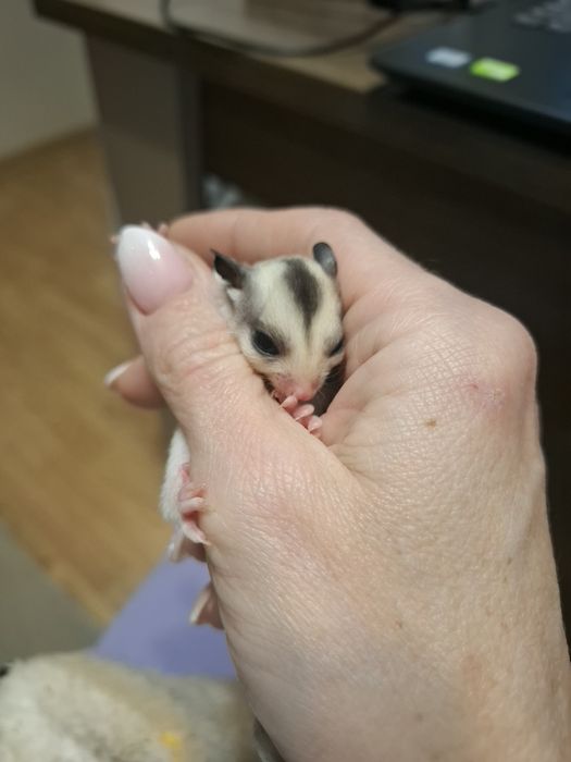 Летящи захарни катерички момче и момиче