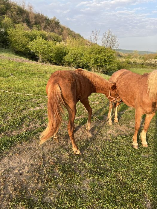 Vada iapa si armasar