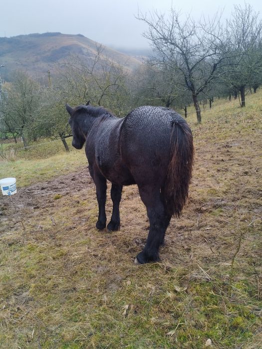 De vânzare mânz negru corb