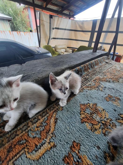 Отдадим котят в добрые руки