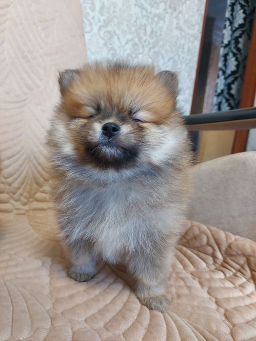 Продам щенков шпица.